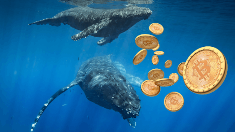$3B Stash Surge των Bitcoin Whales αποκαλύφθηκε στα δεδομένα του Ιανουαρίου